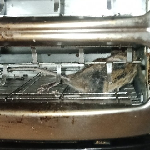 Dead Mouse Toaster